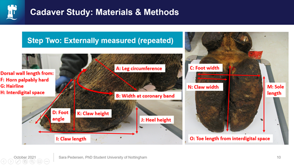External measures used to predict sole thickness